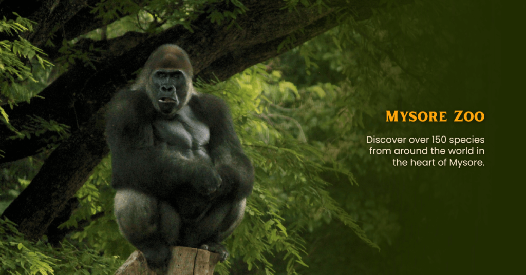 Mysore zoo timings